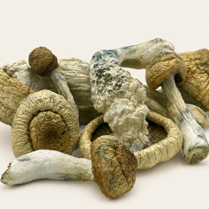 Dried Antioxidant Mushrooms – Golden Teachers