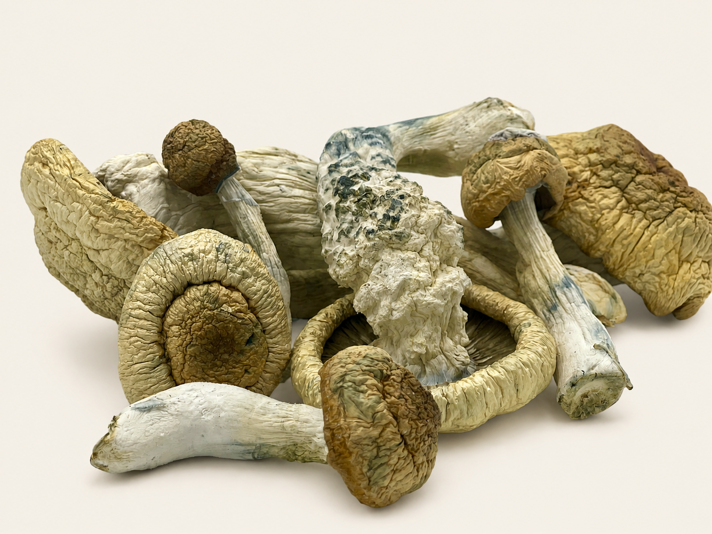 Dried Mushrooms