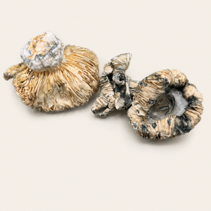 Dried Antioxidant Mushrooms – Goliath