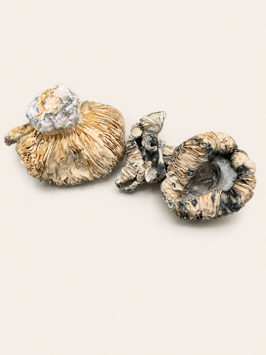 Dried Antioxidant Mushrooms – Goliath