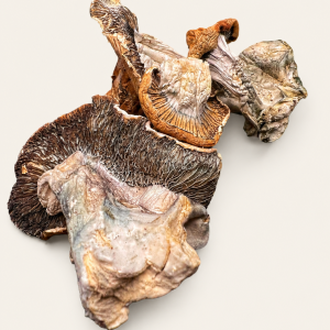 Dried Antioxidant Mushrooms – Tidal Wave
