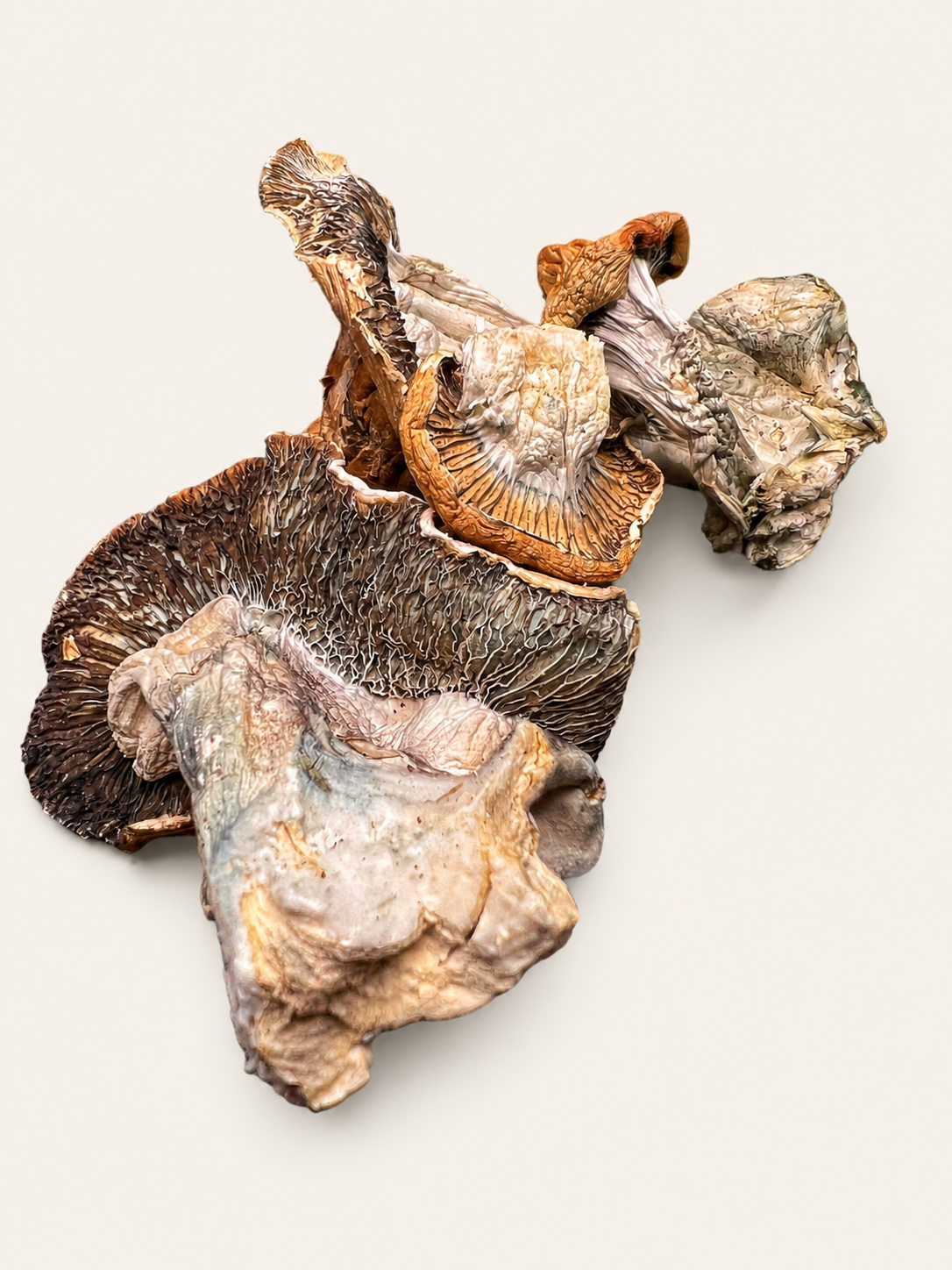 Dried Antioxidant Mushrooms – Tidal Wave