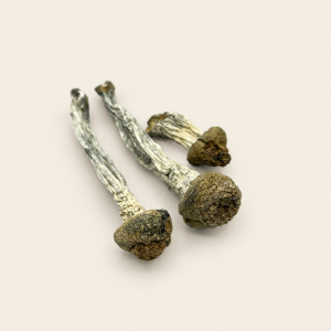 Dried Antioxidant Mushrooms – TNT Blues