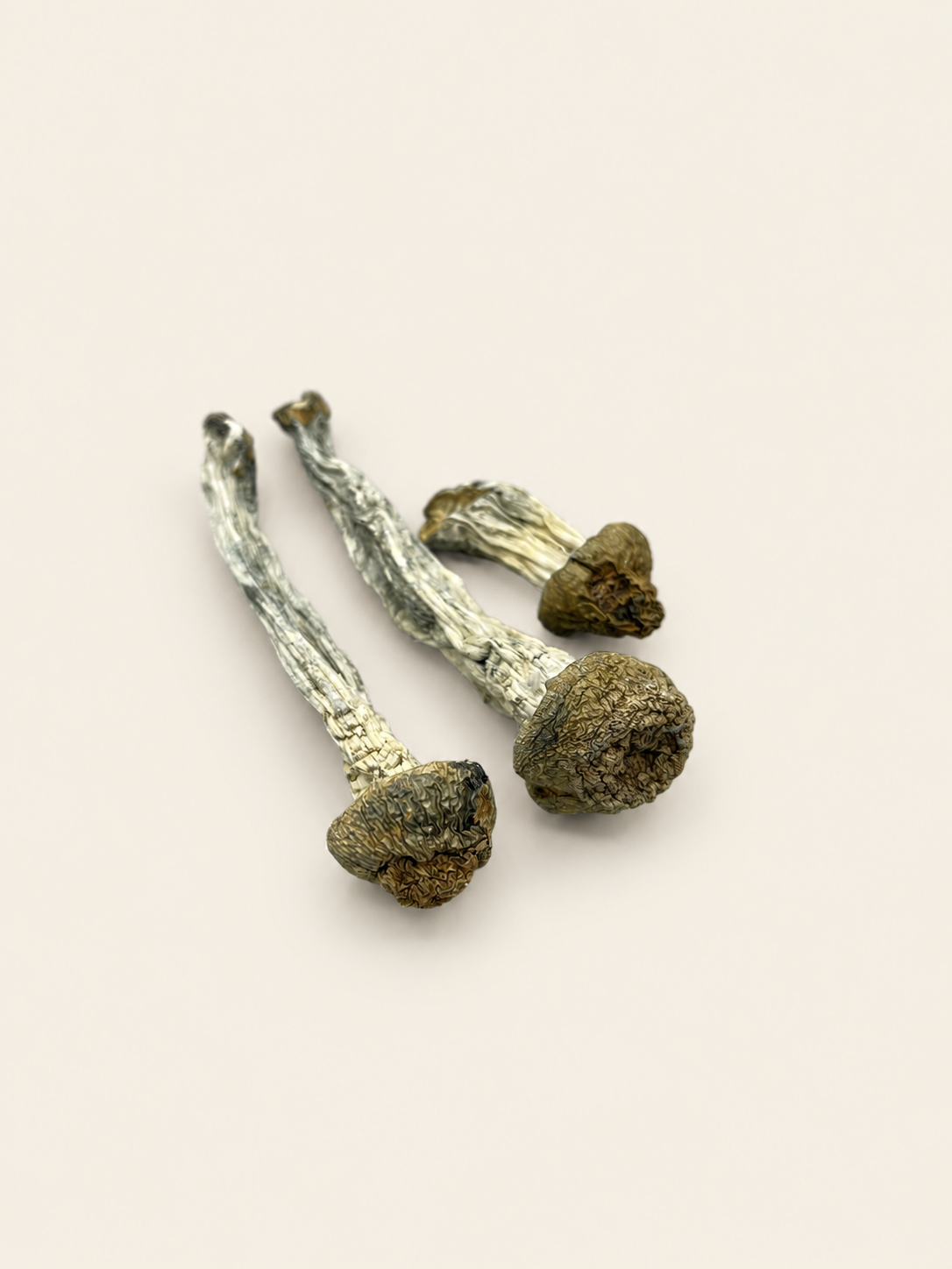 Dried Antioxidant Mushrooms – TNT Blues